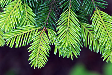 20 DOUGLAS FIR Tree Abies Pseudotsuga Menziesii Christmas Tree Blue Douglas Pine Spruce Native Evergreen Seeds